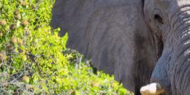 Elephant face in Botswana