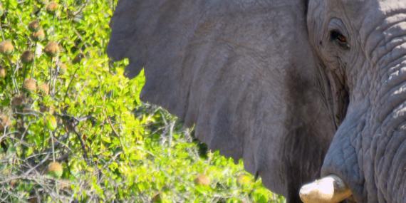 Elephant face in Botswana