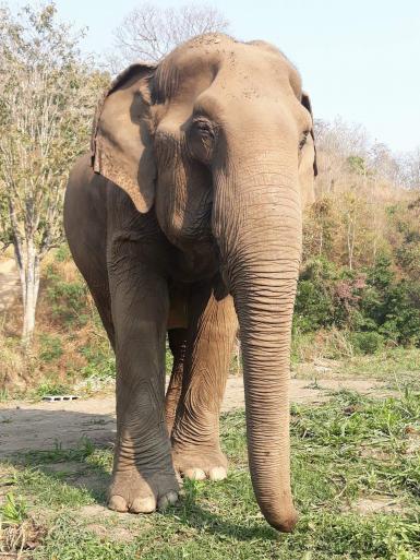 Elephant at sanctuary in Thailand