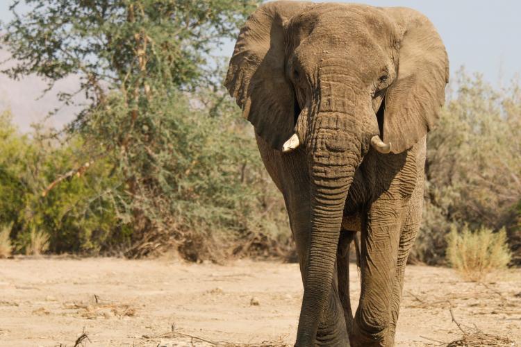 Elephant walking towards vehicle