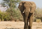 Desert Elephants Volunteer Project, Namibia
