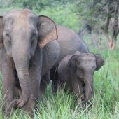 Blake Bowen, Australia