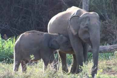 Elephant with baby feeding