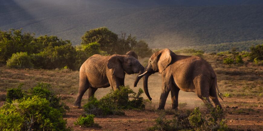 Big 5 wildlife Volunteering in Kariega Game Reserve