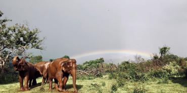 Elephants and rainbow