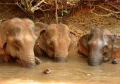Family Elephant Sanctuary Project, Cambodia
