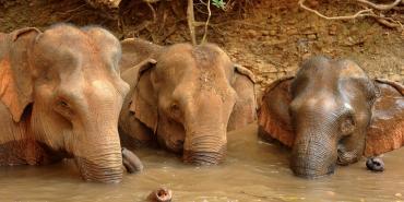 Elephants bathing in river