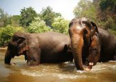 Ethical Elephant Project, Thailand