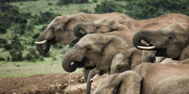 Wildlife and Biodiversity of South Africa