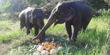 Elephants eating pumpkins