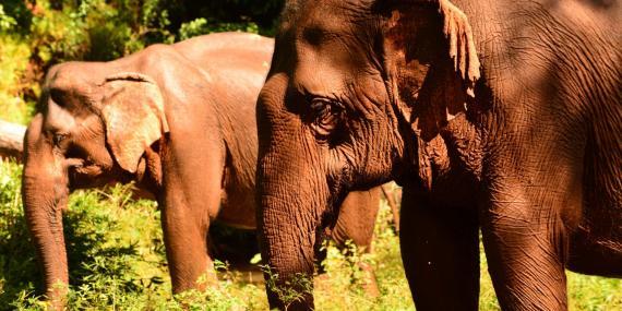 Elephants enjoying the green
