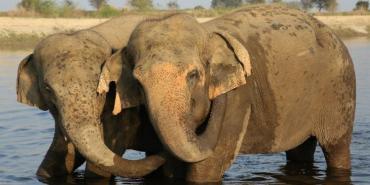 Wildlife and Biodiversity