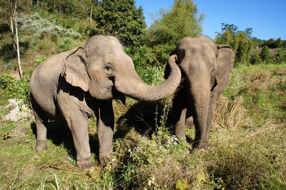 Elephants playing in Thailand