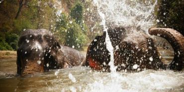 Elephants playing in river, Thailand