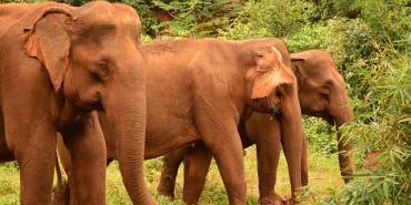 Wildlife and Biodiversity