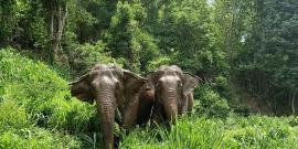 Elephants walking through forest thailand