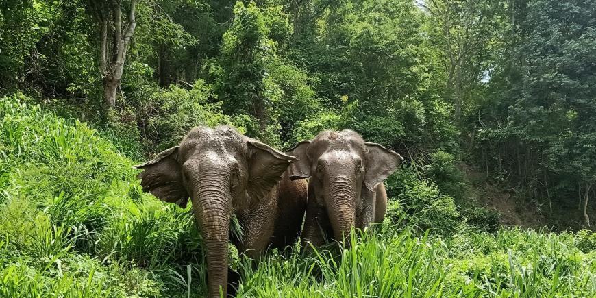 Elephants walking through forest thailand