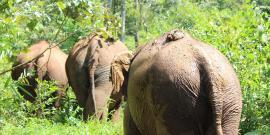 Elephants walking in forest