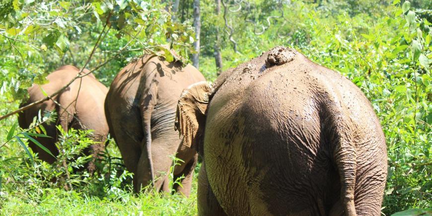 Elephants walking in forest