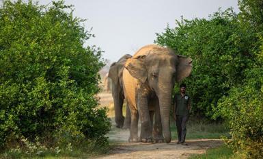 Elephants walking in India