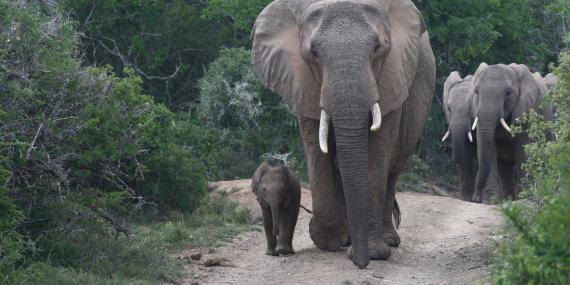 Elephants walking in South Africa