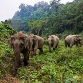 Elephant Volunteer Project, Laos
