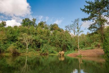 Elephants walking to river in Laos