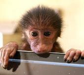 Wildlife Sanctuary Volunteer Project, Namibia