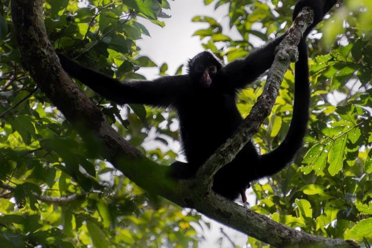 Peruvian black spider monkey
