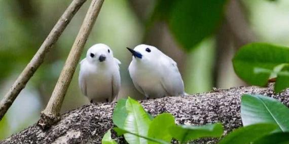 Fairy terns Seychelles
