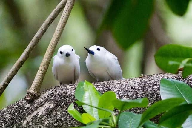 Fairy terns Seychelles