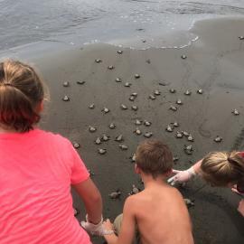 Family volunteering with sea turtles