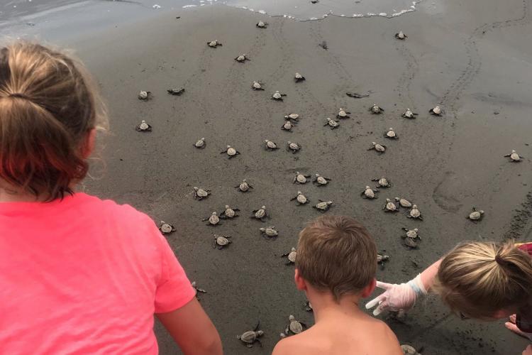 Family volunteering with sea turtles