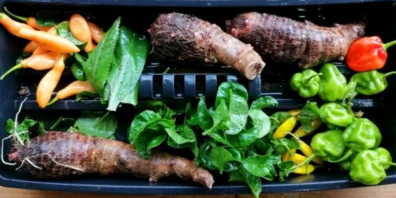 Farm produce costa rica