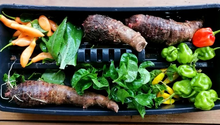 Farm produce costa rica