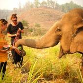 Elephant Volunteer Project, Thailand