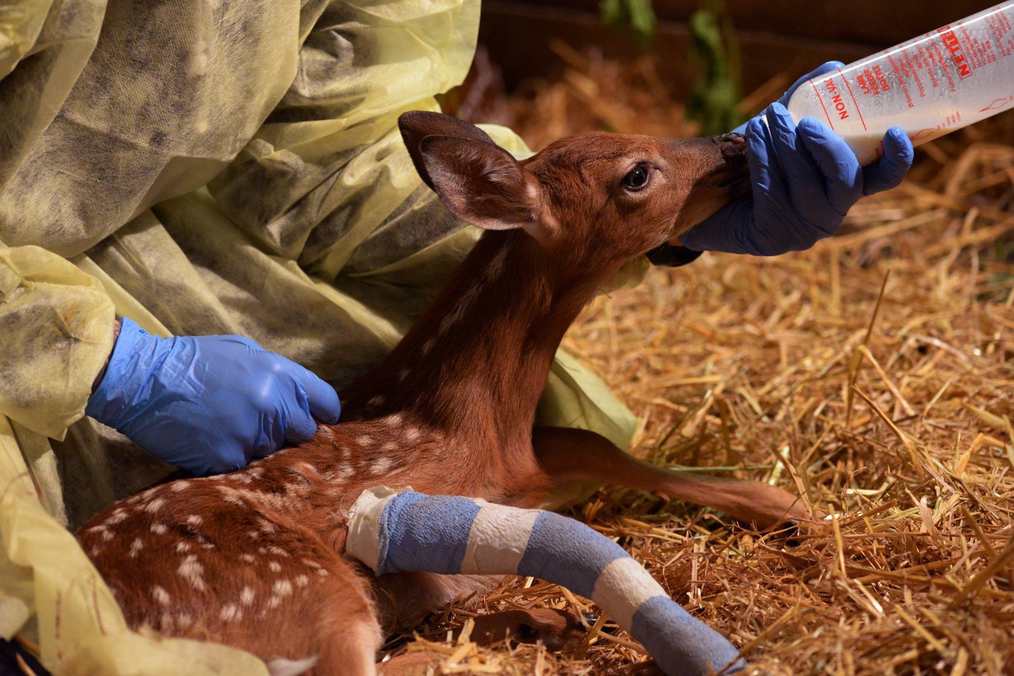 deer rehabilitation