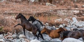 Feral Horses Running