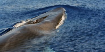 Fin whale close up Italy