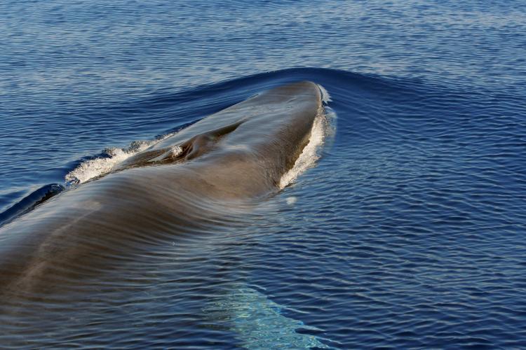 Fin whale close up Italy