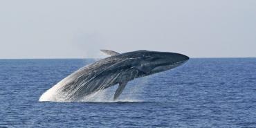 Wildlife and Biodiversity