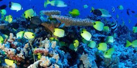 Fish and coral in Great Barrier Reef
