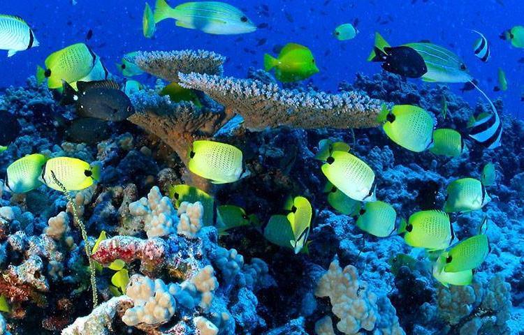 Fish and coral in Great Barrier Reef