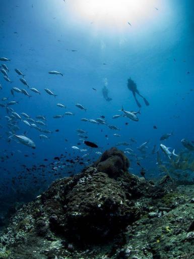 Fish and corals in Thailand