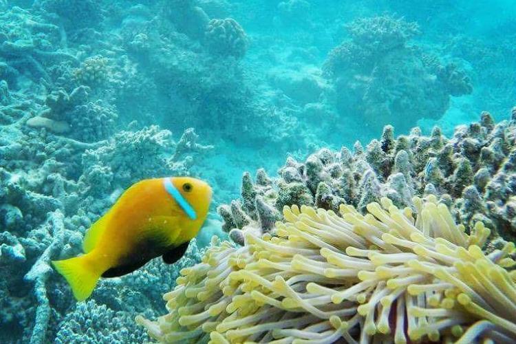 Clown fish in coral in Maldives