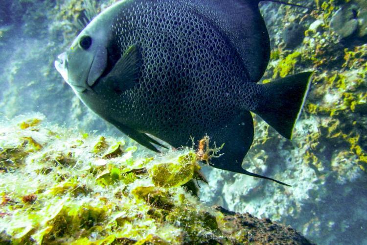 Blue fish amongst the coral