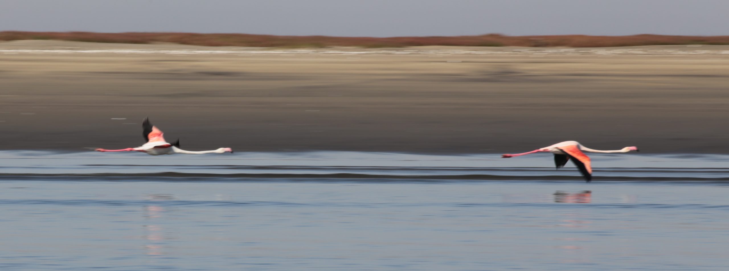 Flamingos West Coast South Africa