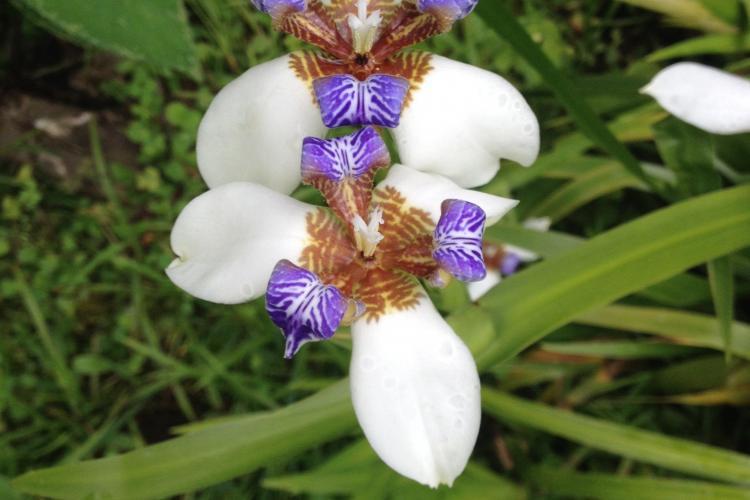 White flower in Ecuador cloud forest