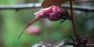 Flower in Ecuador cloud forest