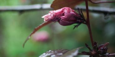 Wildlife and Biodiversity